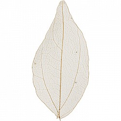 Caurspīdīgas koka lapas (dabīgas)