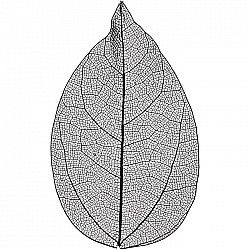 Caurspīdīgas koka lapas (melnas)