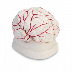 Cilvēka smadzeņu modelis ar artērijām