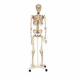 Cilvēka skelets - dabiska izmēra