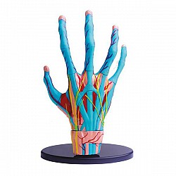 Cilvēka rokas modelis