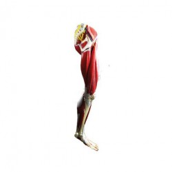 Cilvēka kājas muskulatūras sistēma
