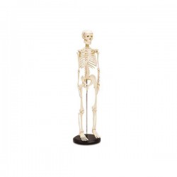 Cilvēka skelets - mazais modelis