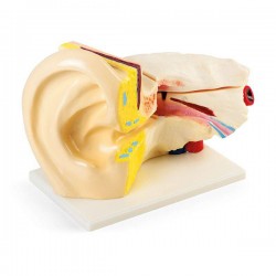 Cilvēka auss modelis