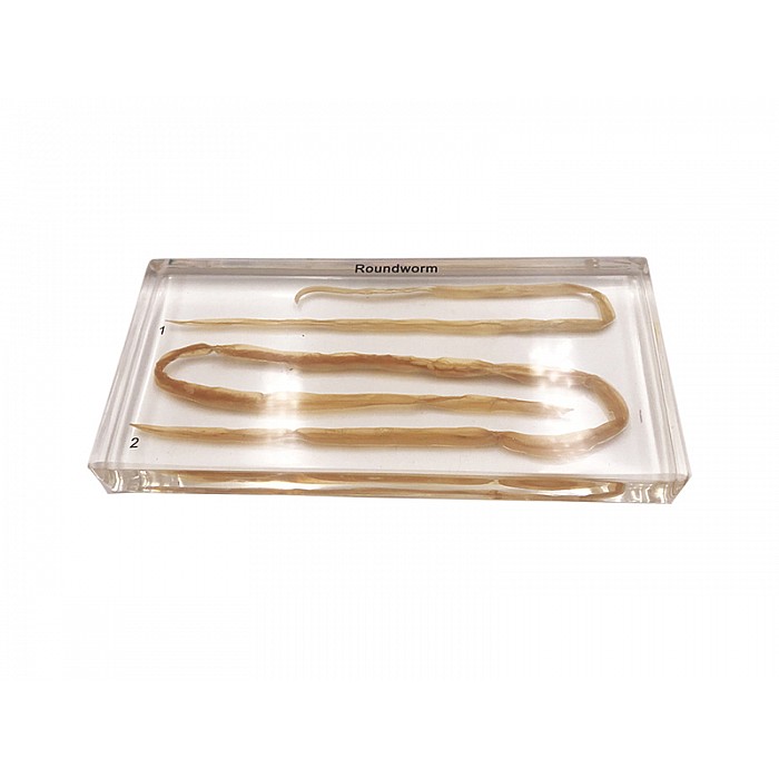 Apaļtārpu parazīts