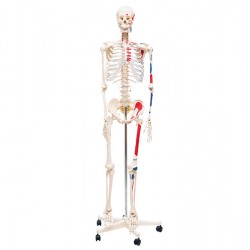 Cilvēka skelets ar muskuļiem (170 cm)