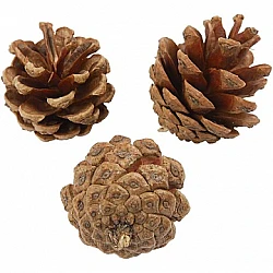 Pine Cones (500 g)