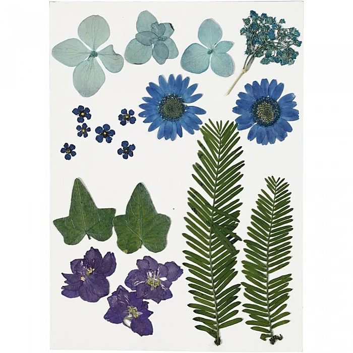 Pressed Flowers and Petals - Blue