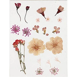 Pressed Flowers and Petals - Light Pink