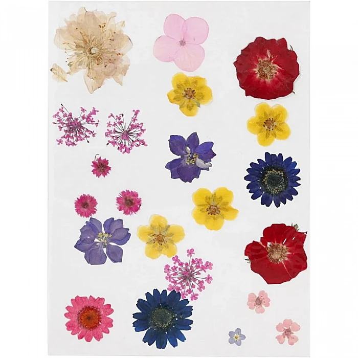 Pressed flowers and petals - assorted