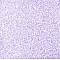 Decorative Sand – Lilac Color (500 ml)