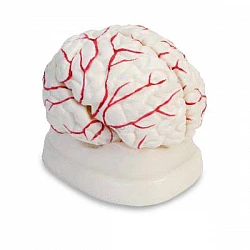 Модель человеческого мозга с артериями