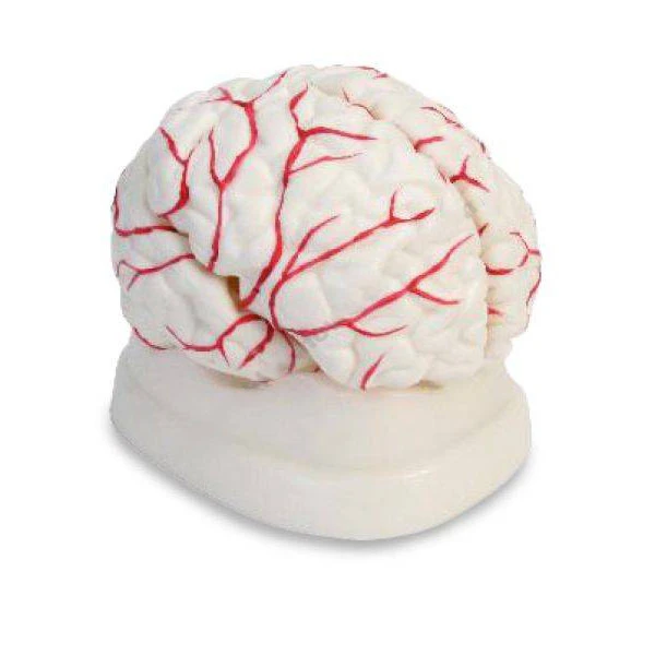 Human Brain Model with Arteries