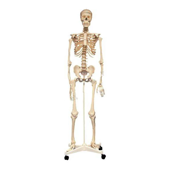 Human Skeleton - Natural Size