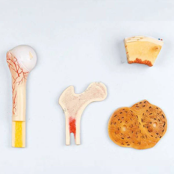 Bone Structure 3D Model