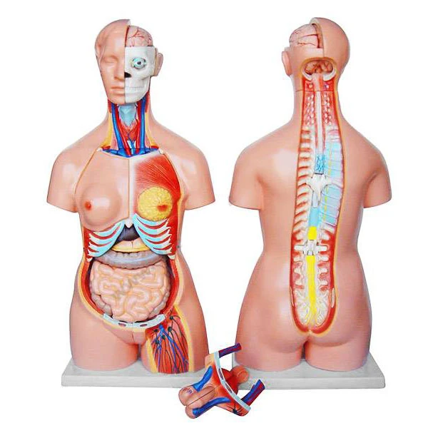 Human Torso Model