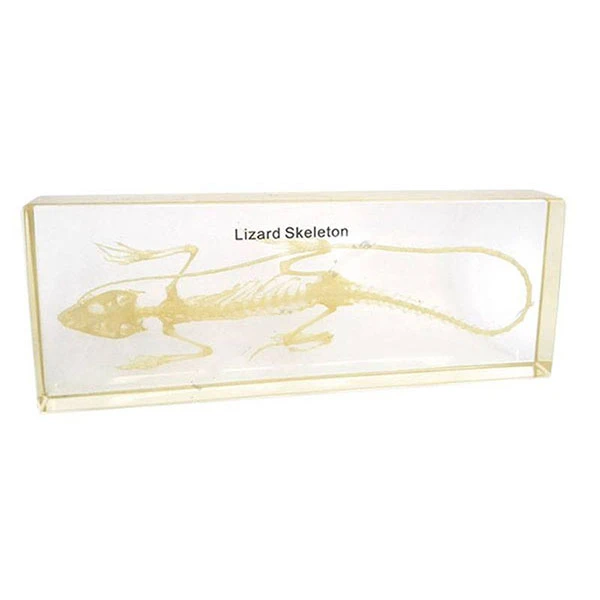 Lizard Skeleton in Acrylic Block