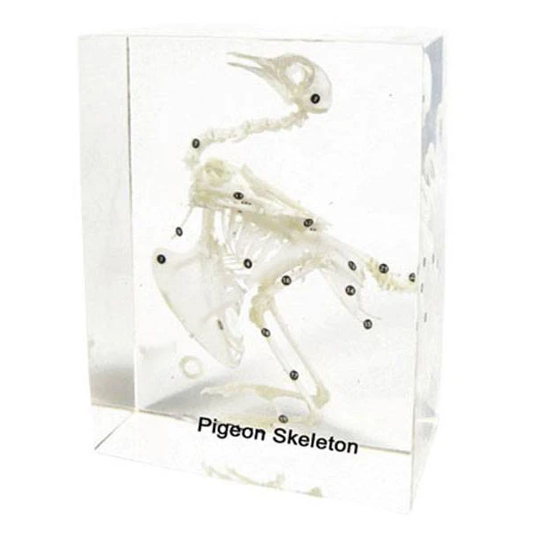 Pigeon Skeleton in Acrylic Block