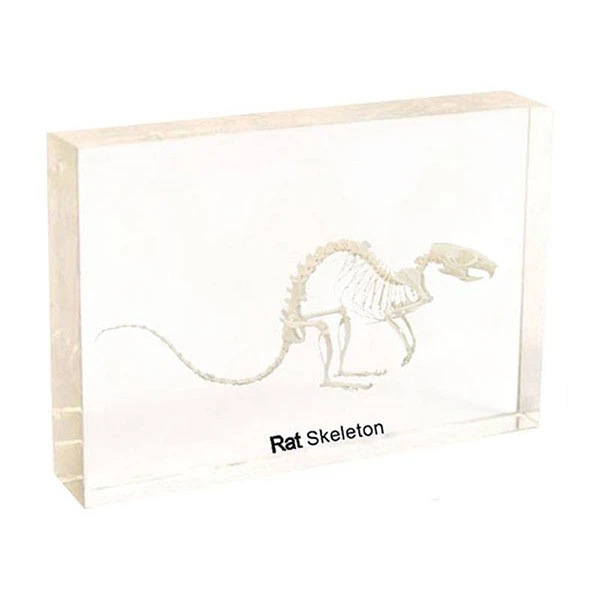 Rat skeleton in acrylic block