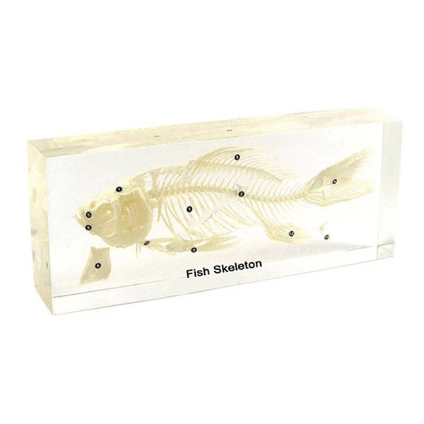 Fish Skeleton in Acrylic Block