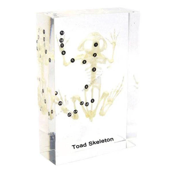 Krupja skelets akrila blokā