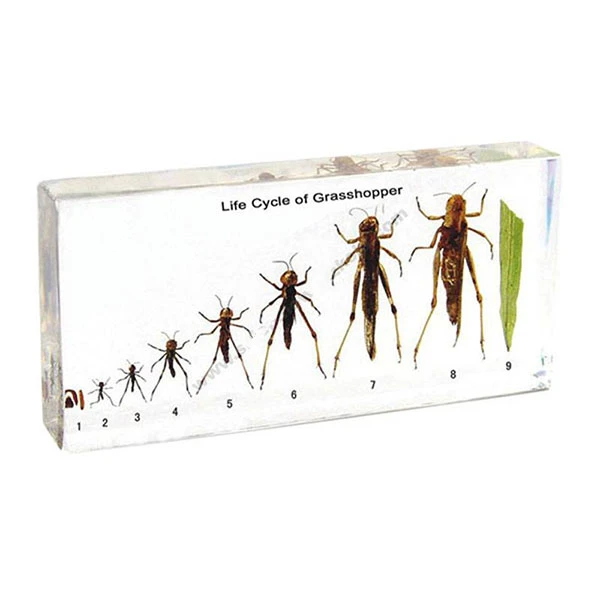 Жизненный цикл саранчи