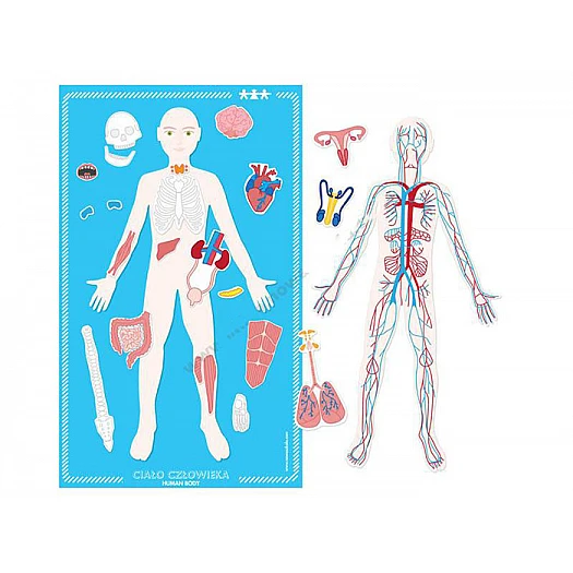 Магнитная пазл «Анатомия человека»