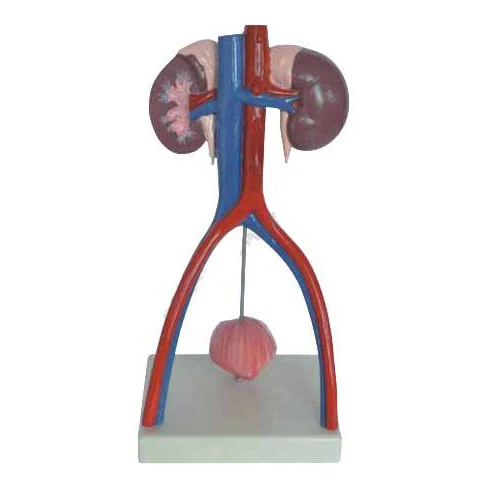 Модель мочеиспускания человека