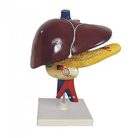 Human Kidney Model