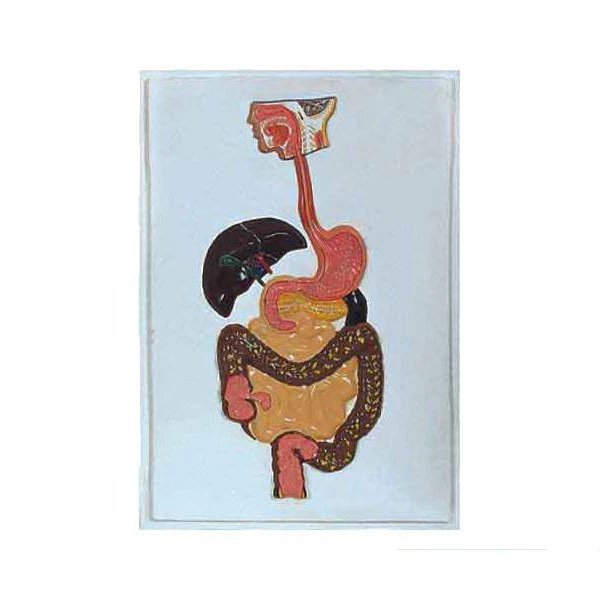 Digestive System Model