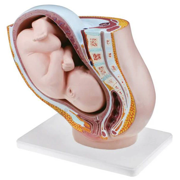 Female Uterus Model