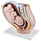 Female Uterus Model