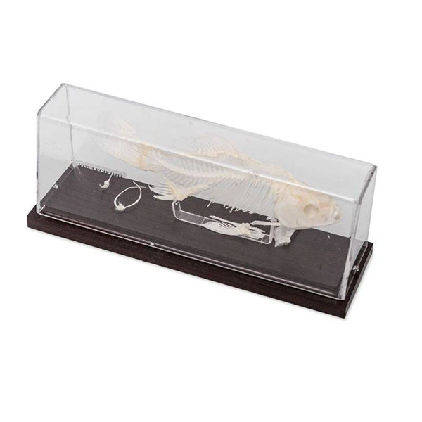 Fish Skeleton
