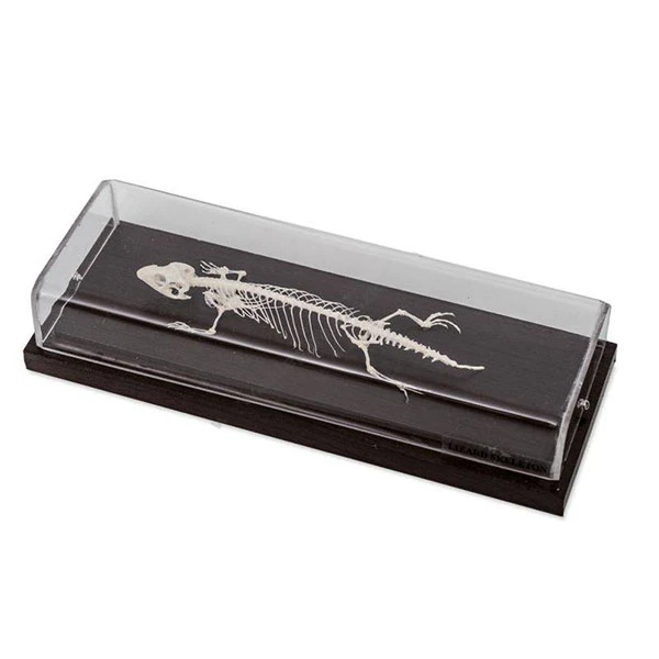 Скелет ящерицы