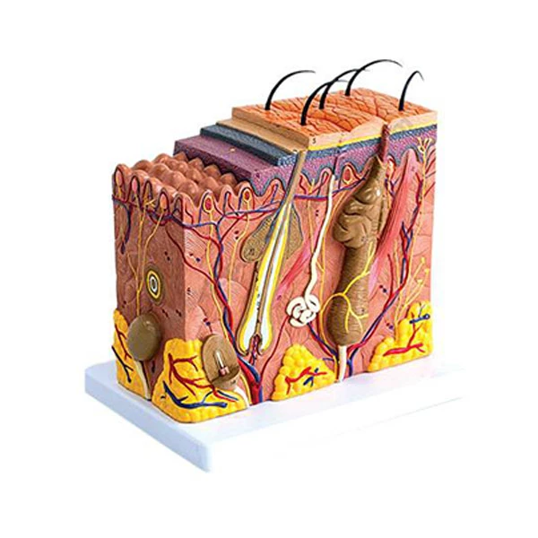 Human Skin Model