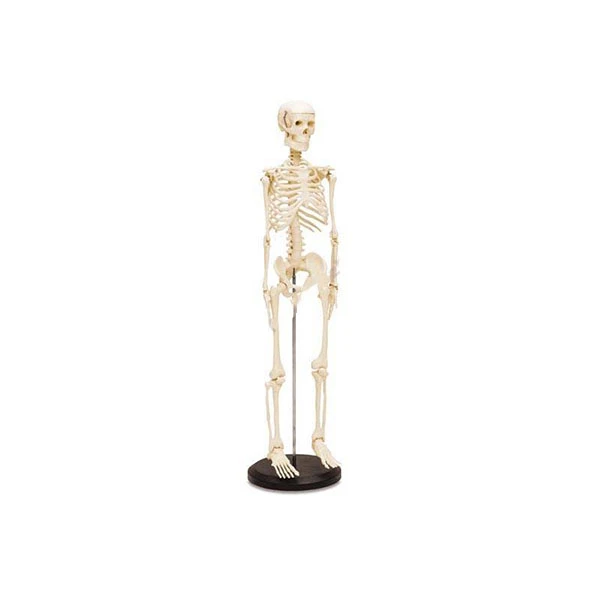 Human Skeleton – Small Model
