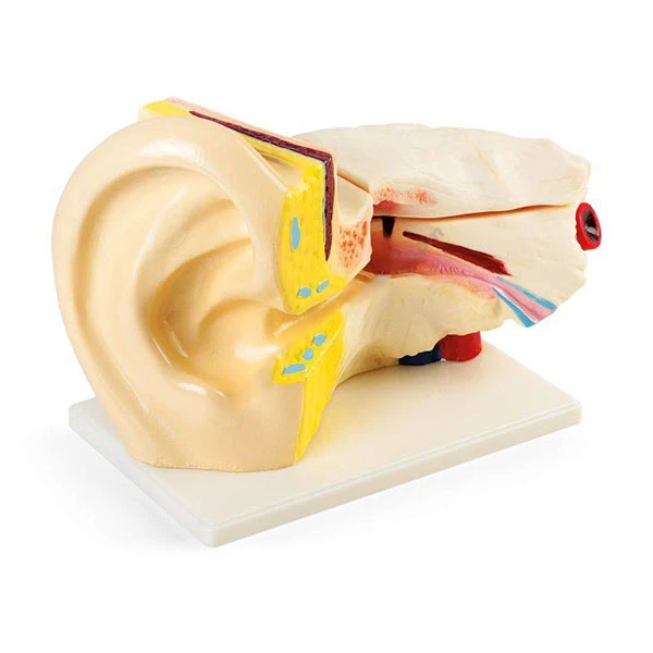 Human Ear Model