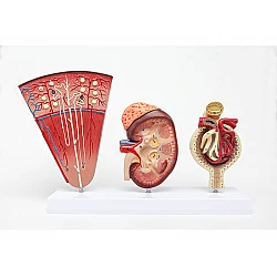 Демонстрационная модель почек и гломерул