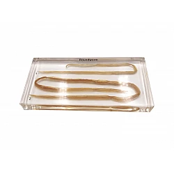 Круглый нематодный паразит