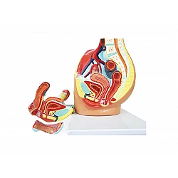 Демонстрационная модель 