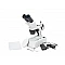 Stereoscopic Microscope