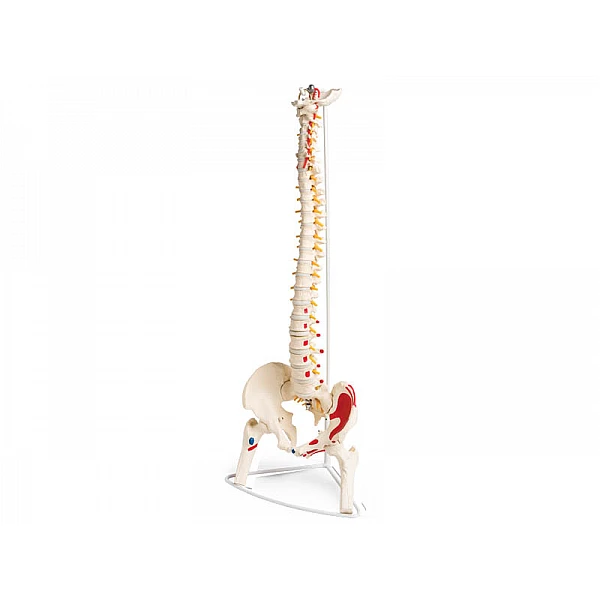 Spine Model