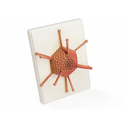 Adenovirus Virus Model