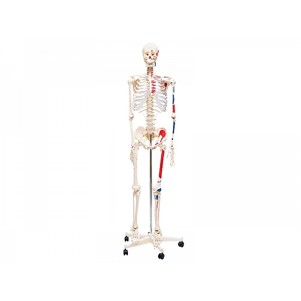 Скелет человека с мышцами (170 см)