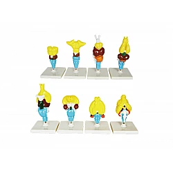 Эволюция мозга позвоночных