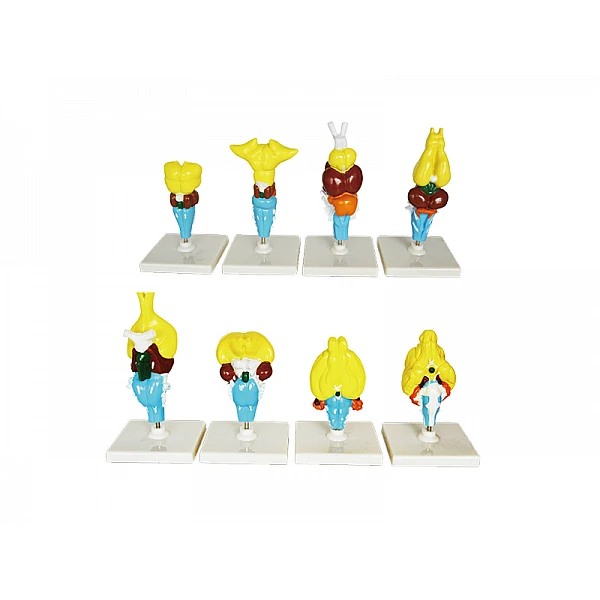 Эволюция мозга позвоночных