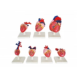 Эволюция сердец позвоночных