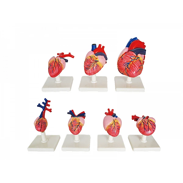 Эволюция сердец позвоночных