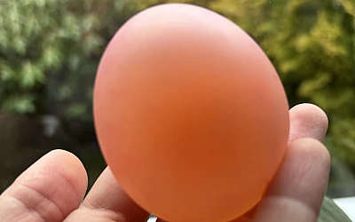 Experiment - Egg in Vinegar