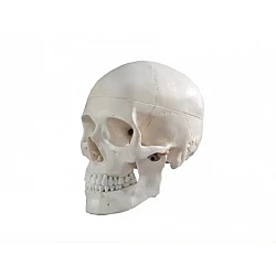 Skull Model